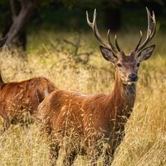 Un medio de alcance europeo avisa de la multa que te puede caer en España relacionada con la fauna silvestre
