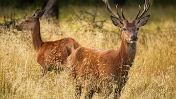 Un medio de alcance europeo avisa de la multa que te puede caer en España relacionada con la fauna silvestre