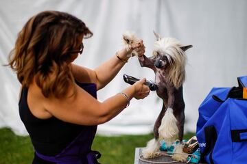 Jinx, un perro de la raza crestado chino, es preparado para el concurso.
