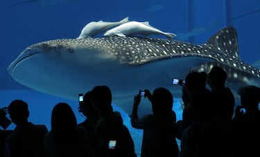Es el pez más grande del mundo, alcanza hasta 34 toneladas y 18 metros de longitud. Aunque su tamaño puede parecer intimidante, es un pez inofensivo que se alimenta filtrando el agua con su boca. Es una especie fascinante y pacífica.