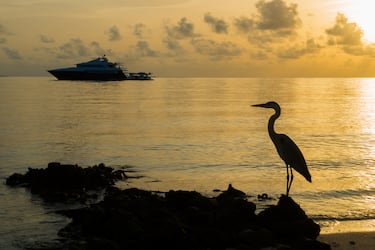 Gigantes en Maldivas