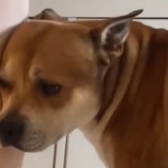 El encantador staffordshire bull terrier que protege la caída de un bebé de la forma más adorable posible: “Hallazgos nocturnos”