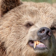 Un oso se come a un campista y el resto del grupo huye al bosque con lo puesto