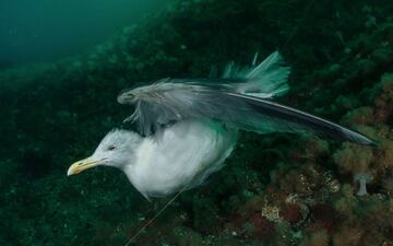 Conservation Photographer Of The Year: Segundo premio. 