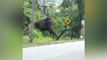 Un elefante se acerca a una valla electrificada y su reacción lleva millones de visitas