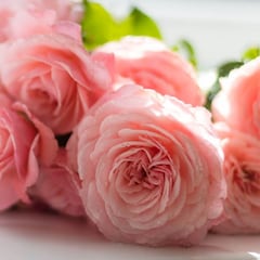 Día de la Madre en México: las 5 mejores tiendas de flores y cómo comprar los ramos online