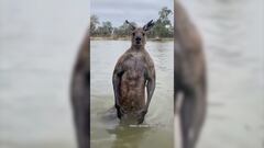 Momento en el que un hombre defiende a su perro de canguro