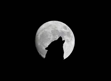 El lobo y la luna