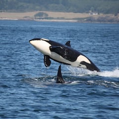 Encuentran la razón por la que las orcas matan a los tiburones blancos