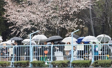 Se forman largas colas alrededor del hogar del mono para poder visitarlo.