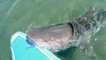 Un tibur&oacute;n tigre muerde la tabla de paddle surf de un youtuber. 