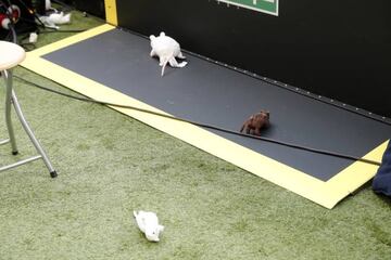 Ratas de peluche tiradas a Courtois durante el Atlético de Madrid-Real Madrid.