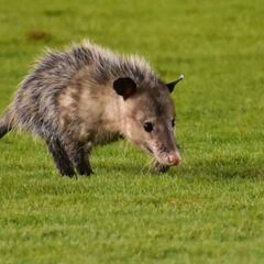 Tlacuache se cuela a partido de Veracruz vs Puebla