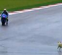 Bandera roja en los libres de MotoGP por un perro en pista