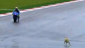 Bandera roja en los libres de MotoGP por un perro en pista