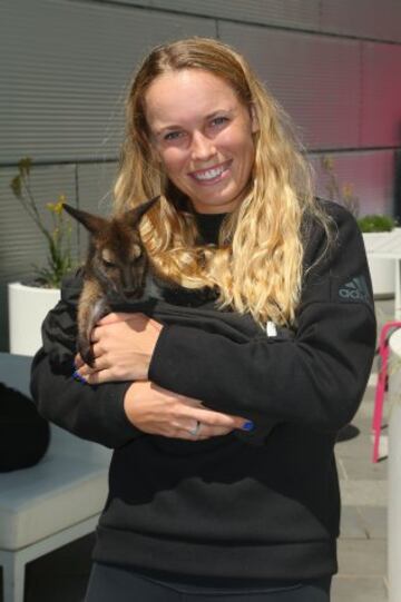 Caroline Wozniacki posa con una cría de canguro.