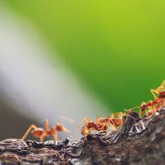 Dos alimentos letales para eliminar las hormigas del azúcar al momento