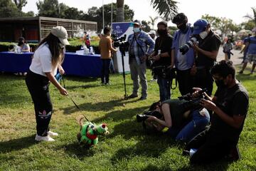 En Lima, la capital de Perú ubicada en la árida costa del Pacífico del país, han celebrado un concurso navideño para los mejores amigos del hombre.