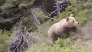 Oso subiendo por la montaña en Grecia