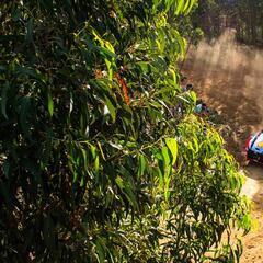 Loeb y Ogier naufragan, Evans lidera y Sordo ya está en el podio