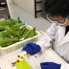 China almacenó en el laboratorio de Wuhan una cepa hermana a la COVID-19 desde 2012