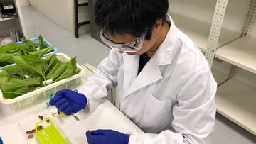 This handout picture taken on 2018 and provided by Japan&#039;s medical venture KAICO on June 28, 2020 shows a laboratory worker developing a certain type of protein in silkworms, in Fukuoka. - While researchers worldwide are racing to find safe and effec