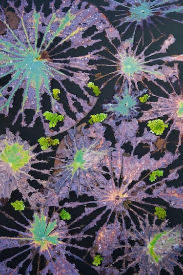 Categoría: Plantas.