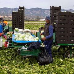 Ofertas para trabajar en el campo en España: dónde hay y cómo apuntarse