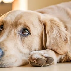 Extraña enfermedad respiratoria afecta a perros en E.U: qué es, síntomas | últimas noticias