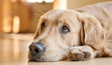 Se ausenta del trabajo para cuidar a su mascota, termina despedida y el juez anula la decisión: “Responsabilidad hacia los animales”