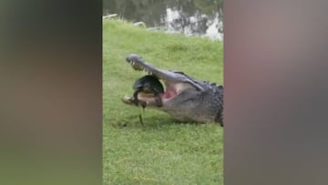 Turtle extricates itself from crocodile's jaws in lucky escape