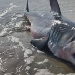 Sigue la racha sin precedentes: un tiburón muerto y otro ataque a un surfista