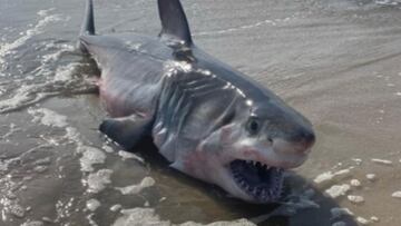 Un tibur&oacute;n blanco muerto y con la boca abierta en la playa de Dune Road Beach, en Long Island (Nueva York, Estados Unidos), el 20 de julio del 2022. 