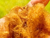 Científicos surcoreanos recrean una antigua seda marina reservada para emperadores