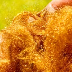 South Korean scientists recreate an ancient marine silk once reserved for emperors