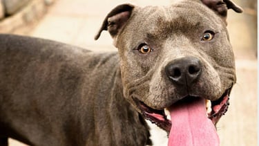 Neither French bulldog nor poodle, this dog breed can’t stand cold weather