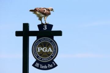 Un águila se posa en la señal del hoyo 3 en el torneo PGA Championship en Whistling Straits. 