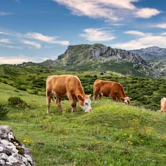 China clones three ‘supercows’