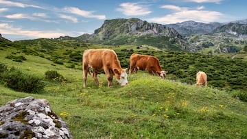 The Friesian bovines were bred in the region of Ningxia. The calves born will be able to produce 18 tons of milk per year, 100 tons during their lives.