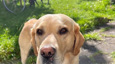 Un labrador nada con un extraño, su dueño le alerta de que espera que no se encuentre con una foca y más tarde comprende la razón