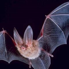 Encuentran murciélagos con un nuevo coronavirus similar al causante de la COVID-19