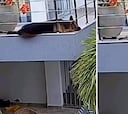 Un pastor alemán se salva de manera milagrosa de caer por un balcón: la secuencia es angustiosa
