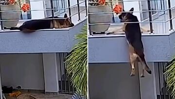 Un pastor alemán se salva de manera milagrosa de caer por un balcón: la secuencia es angustiosa