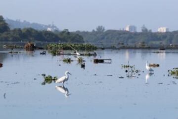 Así están las aguas de Río a pocos días de los JJ.OO.