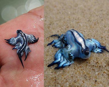 El dragón azul, un hallazgo excepcional en España
