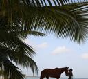 Barbados, el paraíso de los caballos
