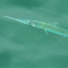 Bandera roja en una playa de Girona por la presencia de un pez aguja imperial