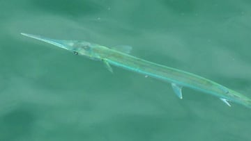 Bandera roja en una playa de Girona por la presencia de un pez aguja imperial
