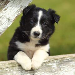 Las razas de perros más fáciles de educar: ¿Cuáles son las más dóciles para adiestrar?