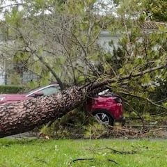 ¿Qué pasa si cae un árbol en mi coche por el viento y qué tipo de seguros lo cubren?